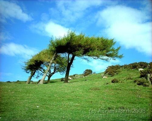 Hoad.jpg - Trees on Hoad Hill